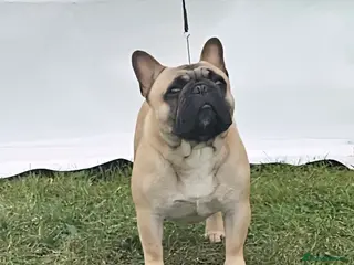 French Bulldog dogs For stud, Wildax Rowendale Tickety Boo - Advert 1