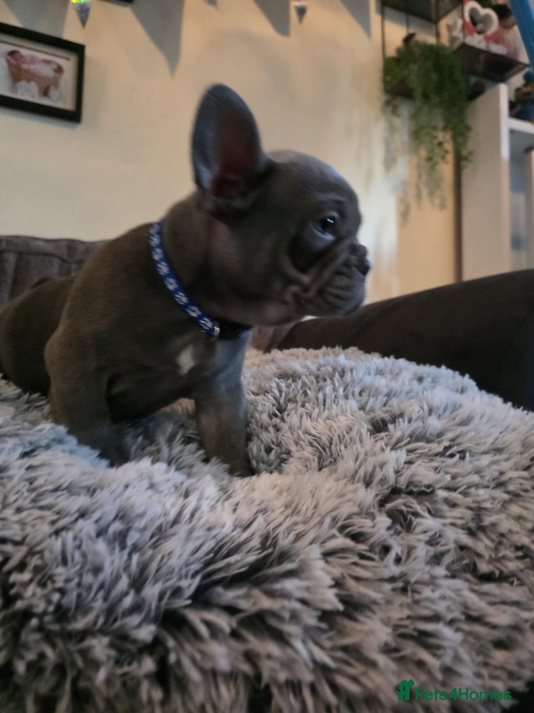 French Bulldog dogs for sale: 5 Beautiful French bulldogs - Image 4