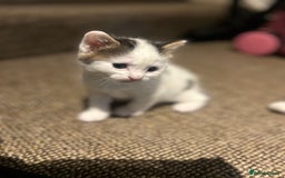 British Shorthair cats for sale: 3 beautiful boys and 1 girl - Image 8