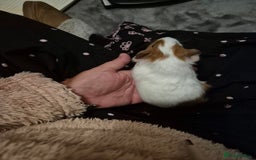 Guinea Pig rodents for sale: Little boy guinea pig - Image 2