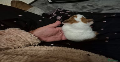 Guinea Pig rodents - Advert 8