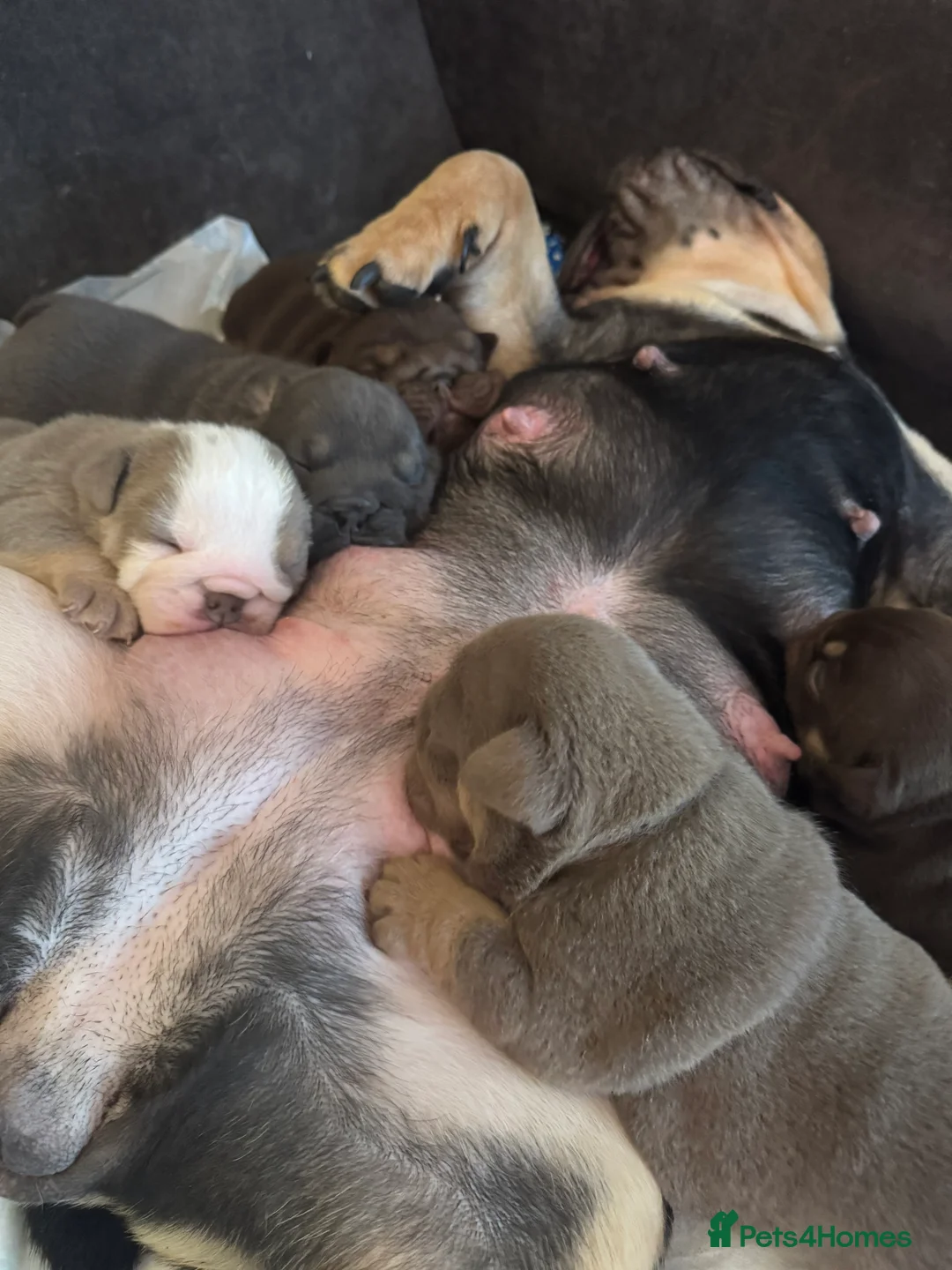 English Bulldog dogs for sale: Darla x Kobe litter of 5 - Advert 6