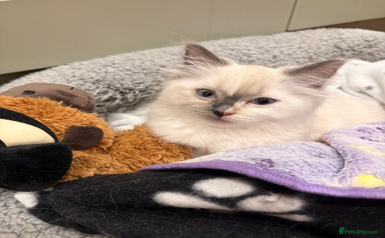 Ragdoll cats - Advert 1