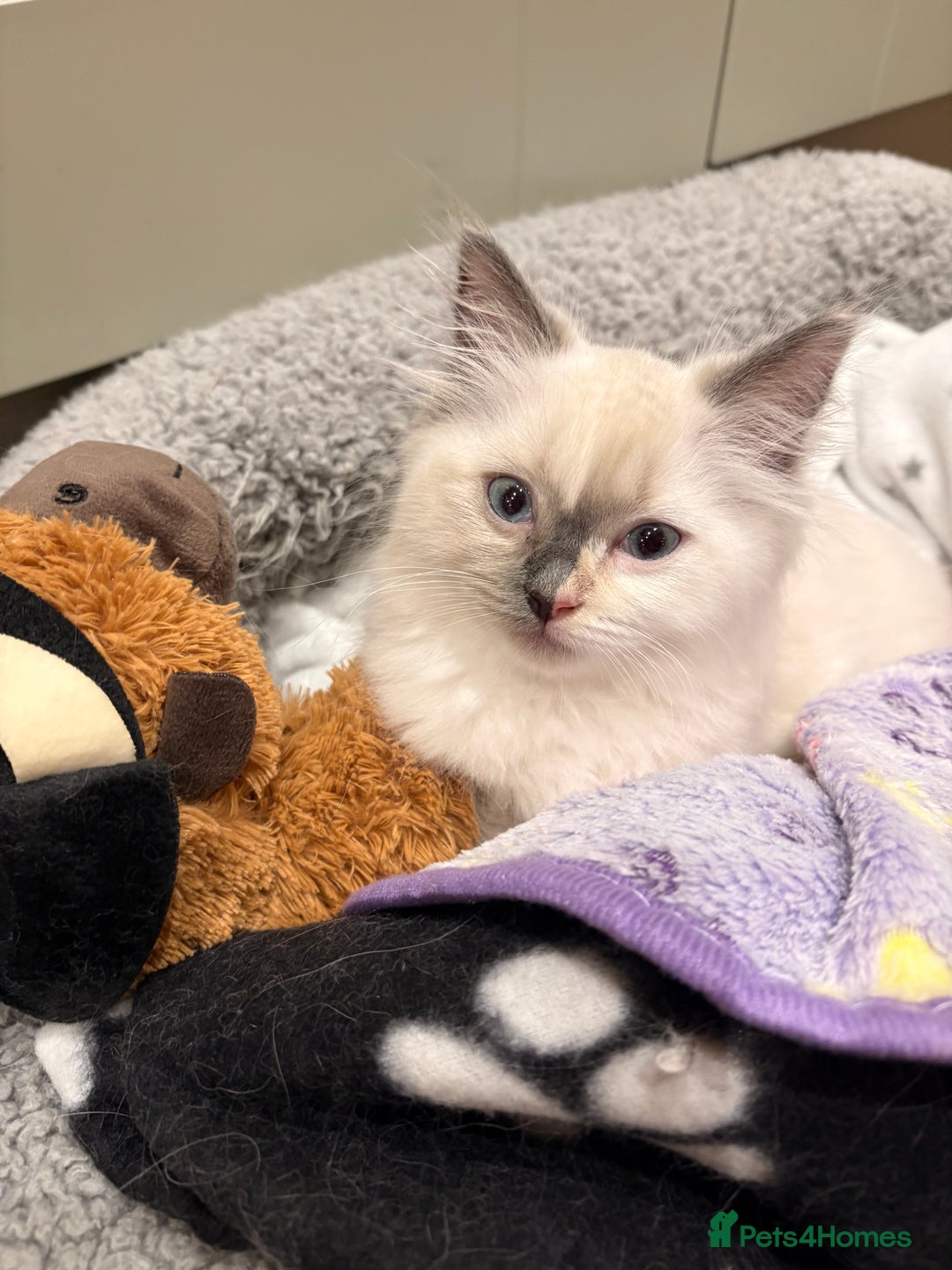 Ragdoll cats for sale: Ragdoll Kitten - Image 1