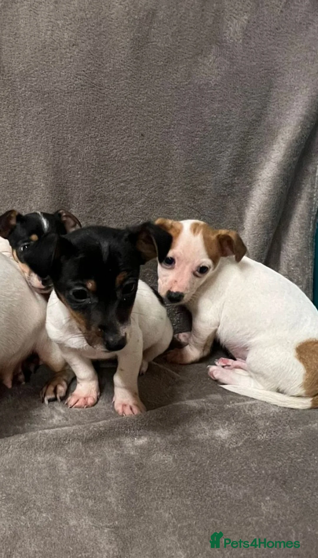 Jack Russell dogs for sale: Miniature jack Russell puppies  - Advert 7