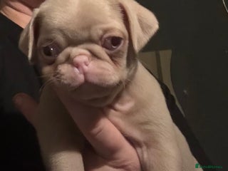 Pug dogs Male & Female Pug pups - Advert 3