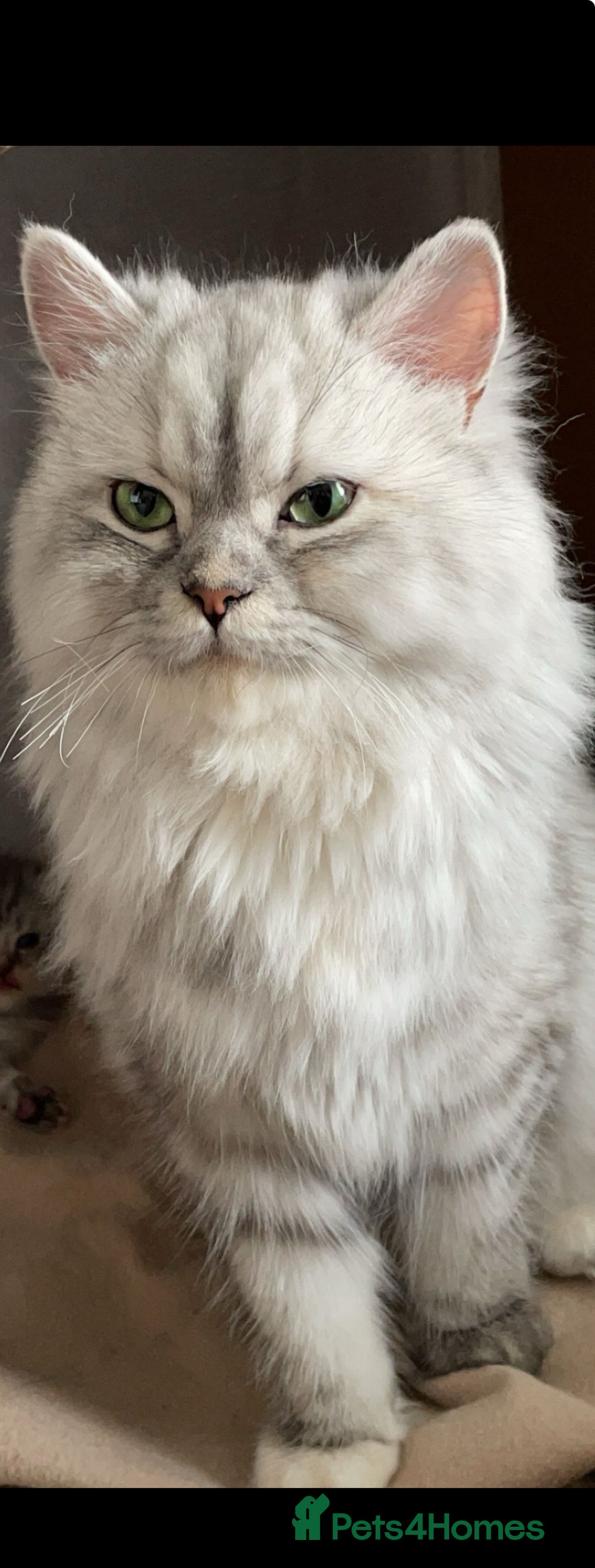 Persian cats for sale: Female and Male cat for Rehome.  - Advert 5