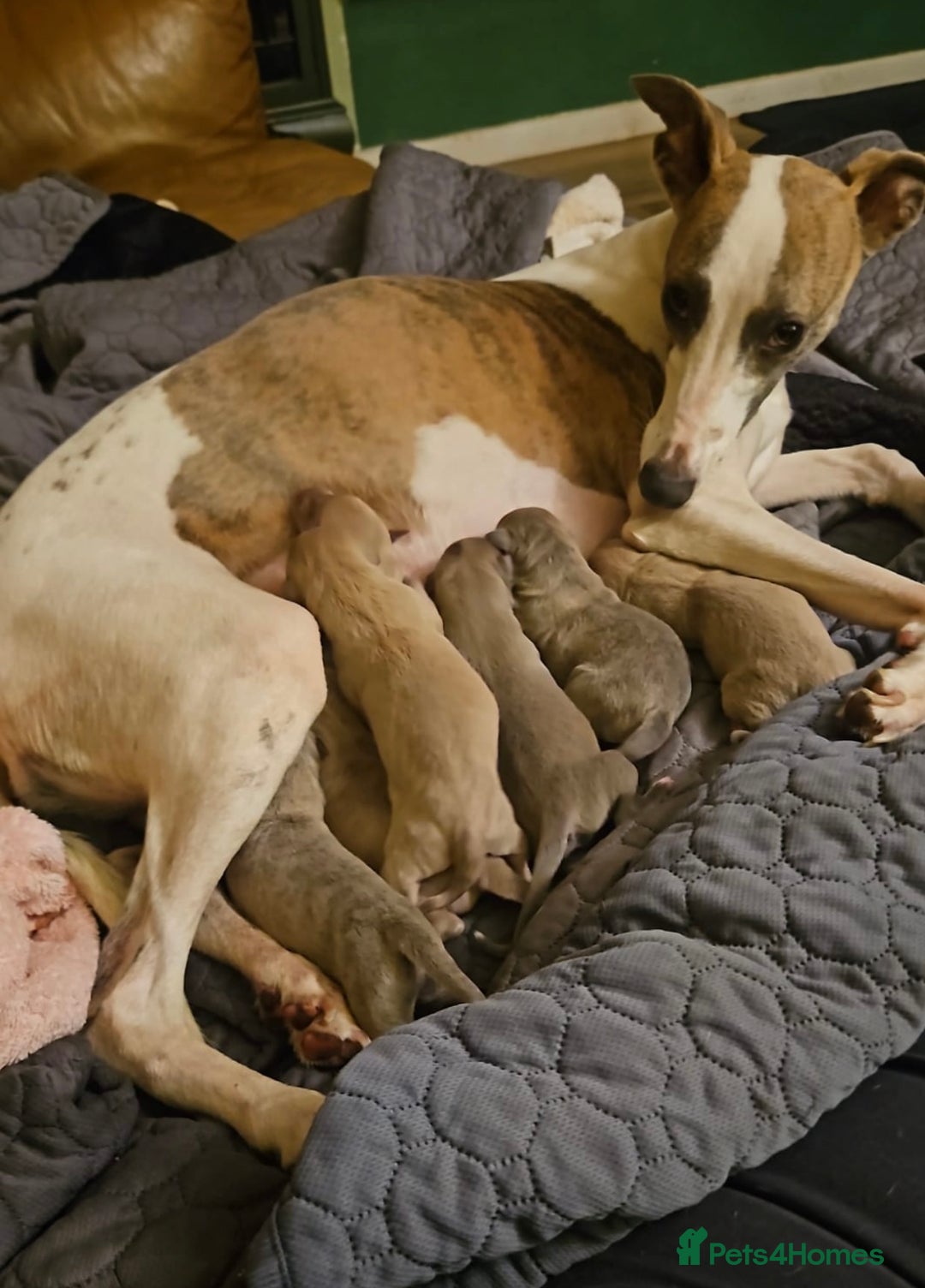 Whippet dogs for stud: KC Reg Heart Tested Gorgeous Fawn Whippet at Stud  in Bristol - Image 26