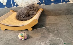 British Longhair cats for sale: GCCF REGISTERED British Longhair Girls  - Image 6