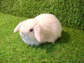 Mini Lop rabbits GIRLS GIRLS GIRLS - Advert 2