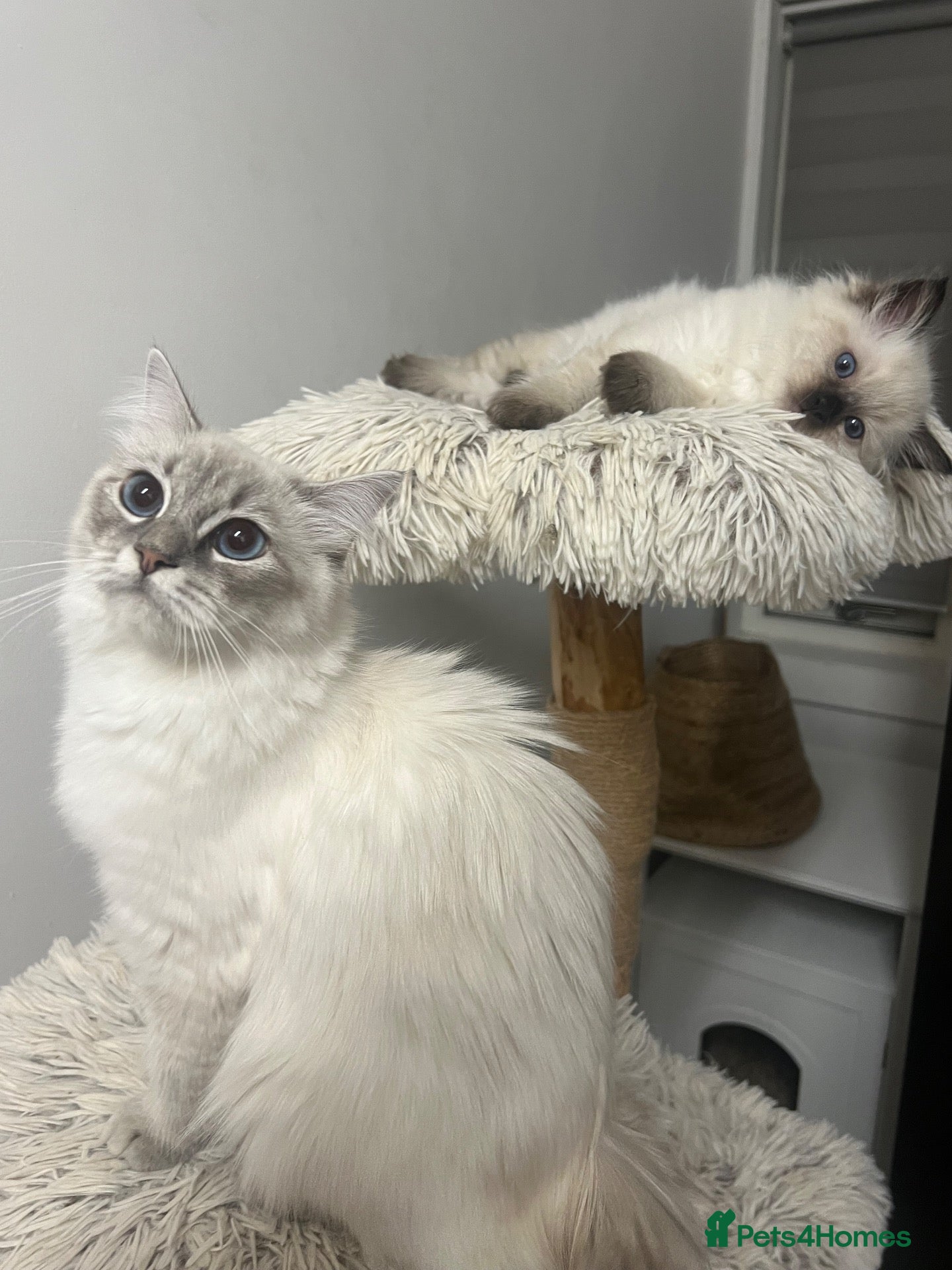 Ragdoll cats for sale: 2 ragdoll boys left & ready to go now 😊 - Advert 2
