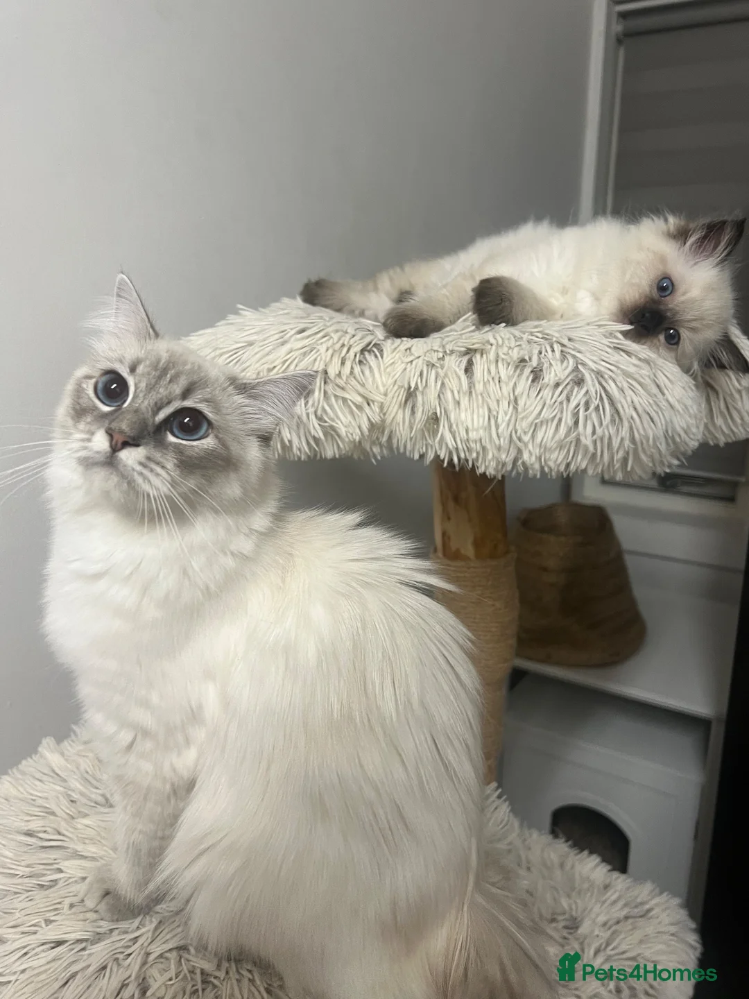 Ragdoll cats for sale: 2 ragdoll boys left & ready to go now 😊 - Advert 1
