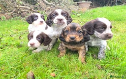 Cocker Spaniel dogs for sale: WORKING COCKER SPANIELS ..DNA CLEAR - Image 22