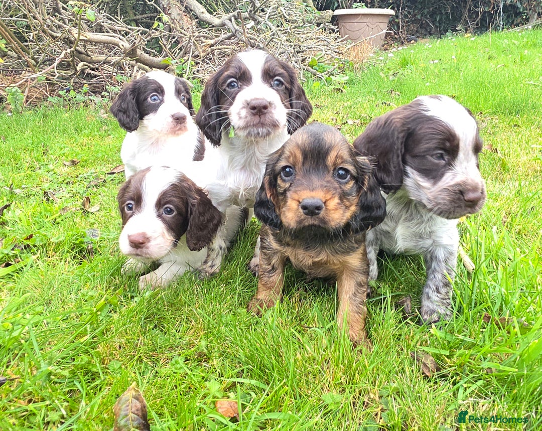 Cocker Spaniel dogs for sale: WORKING COCKER SPANIELS ..DNA CLEAR - Image 22