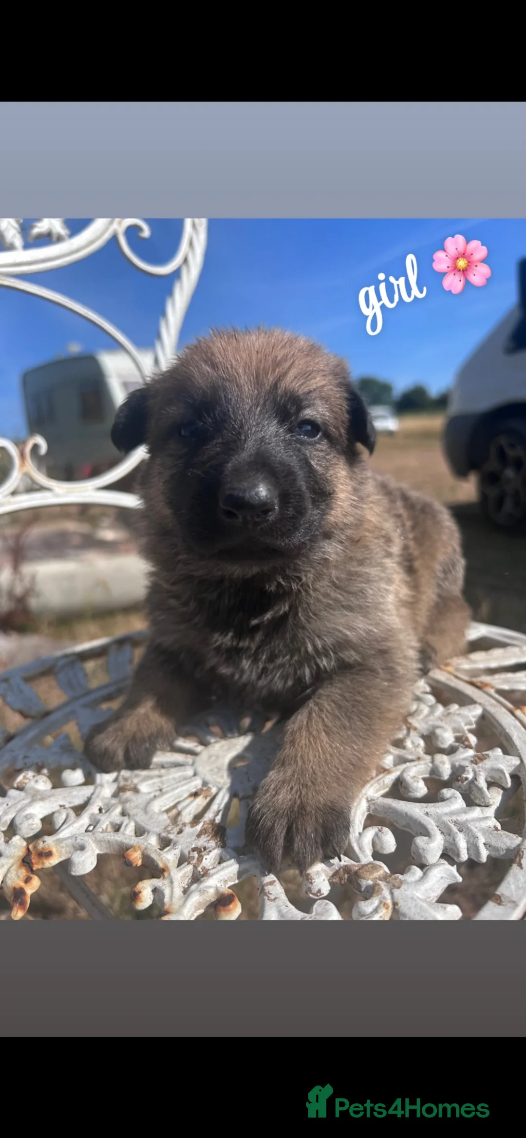 Mixed Breed dogs for sale: Belgian malanios X German Shepard Puppies  in Hereford - Advert 6
