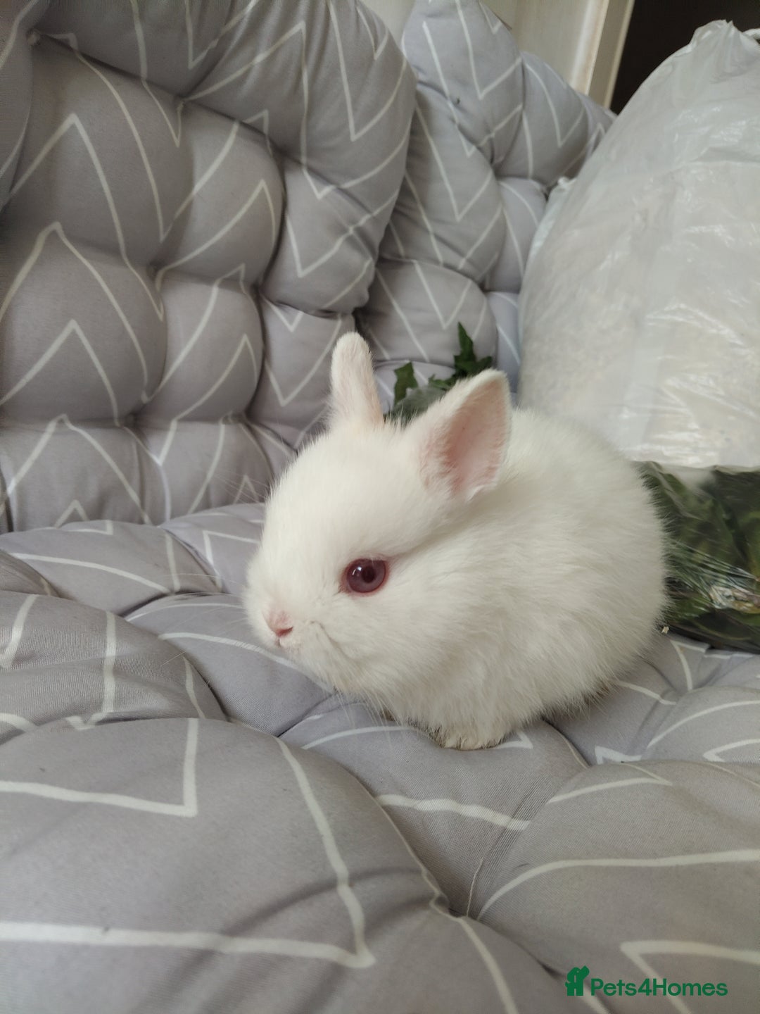 Netherland Dwarf rabbits for sale: Netherlands dwarf rabbits - Advert 9