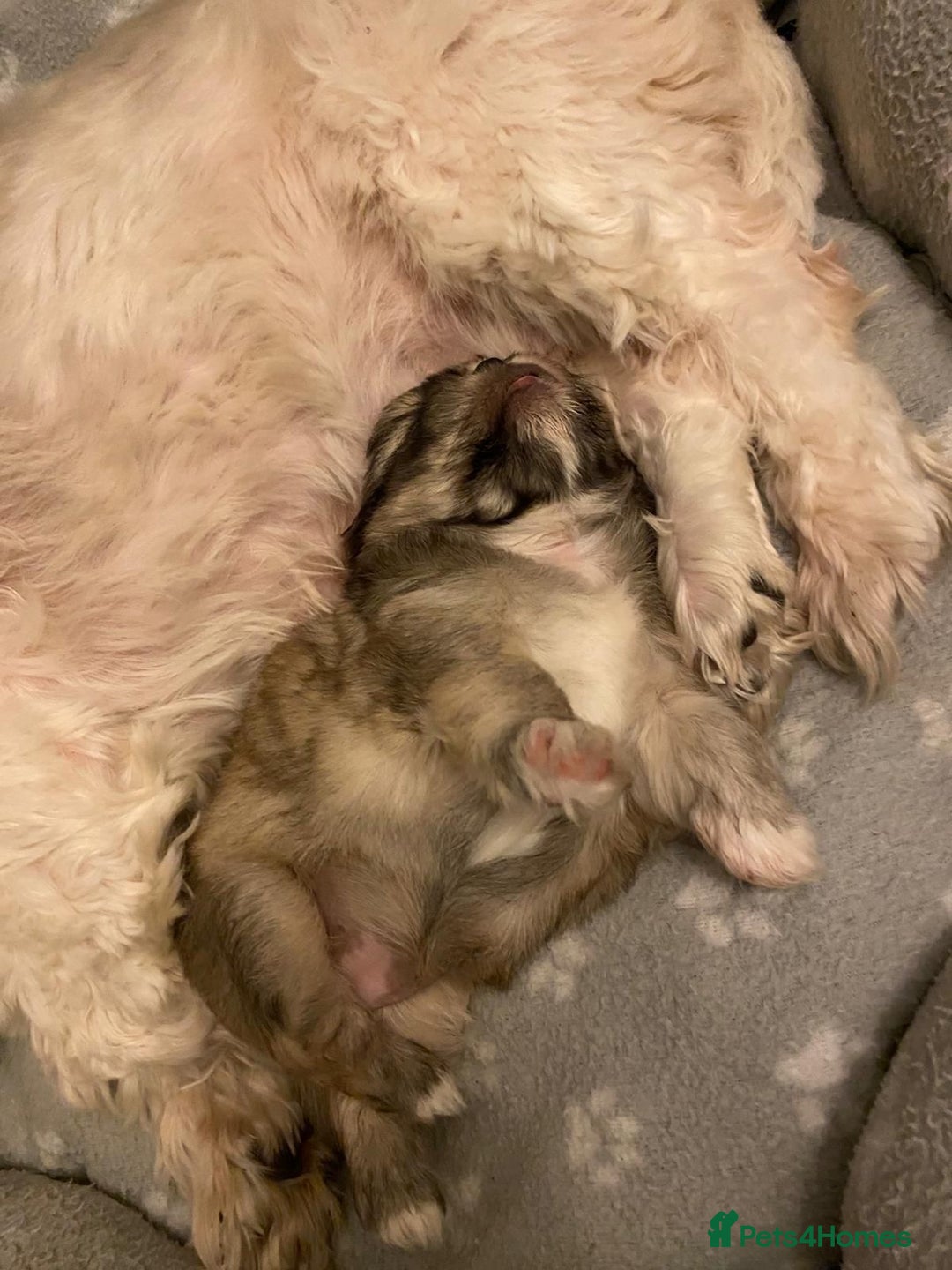 Shih Tzu dogs for sale: Shih tzu puppy - Advert 2