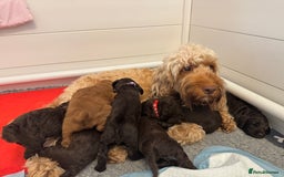 Cockapoo dogs for sale: F2 Cockapoo  - Image 4