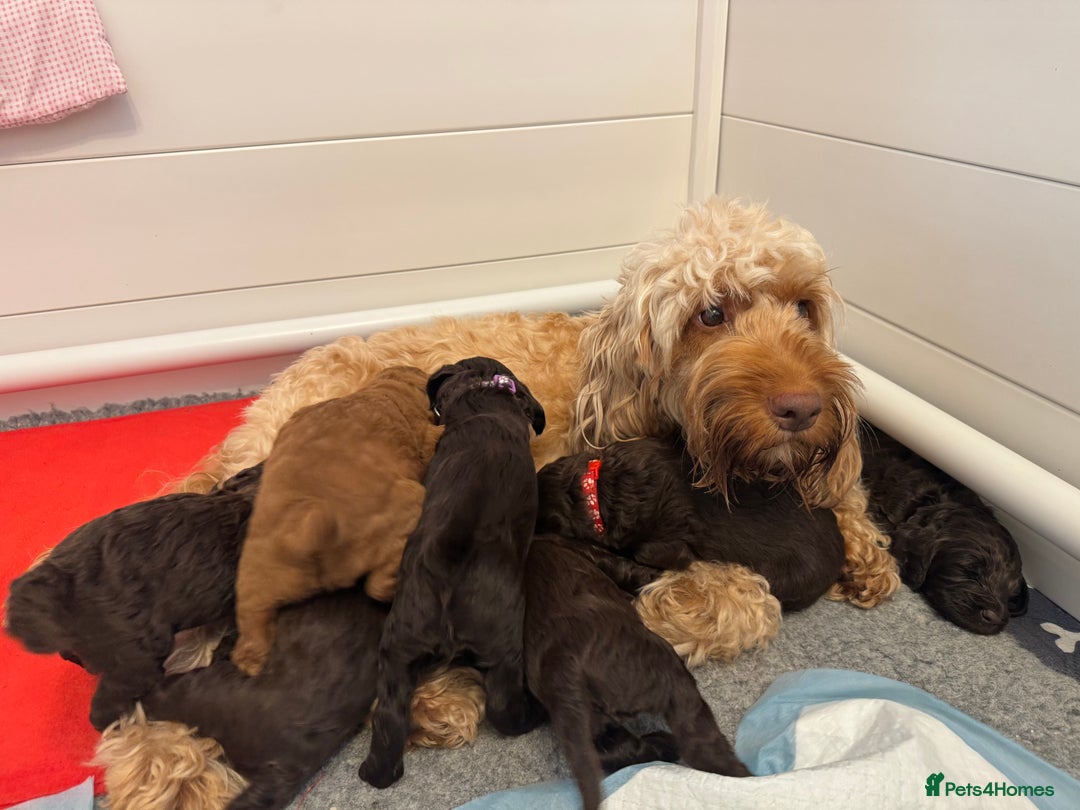Cockapoo dogs for sale: F2 Cockapoo  - Image 4