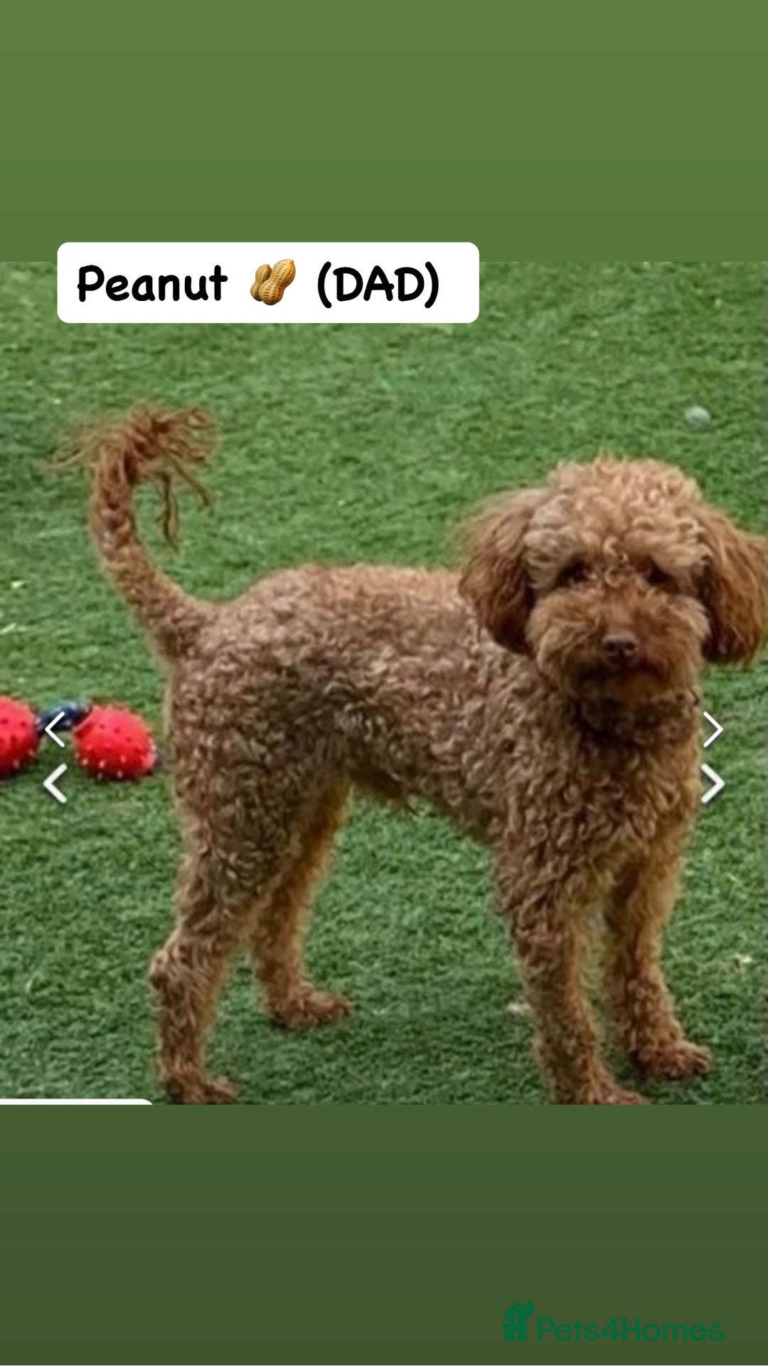 Cockapoo dogs for sale: Adorable F1 Cockapoo Puppies  - Image 6
