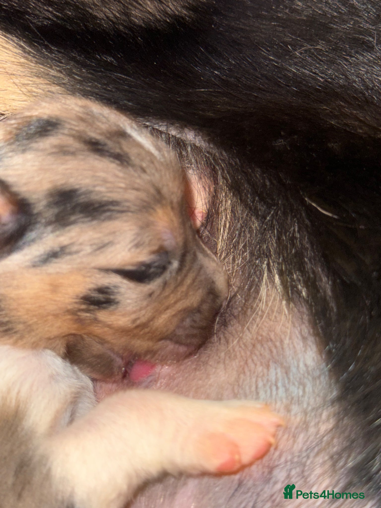 Border Collie dogs BC puppies raised with every possible advantage - Advert 16