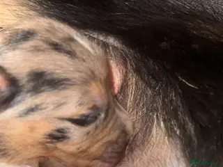 Border Collie dogs BC puppies raised with every possible advantage - Advert 16