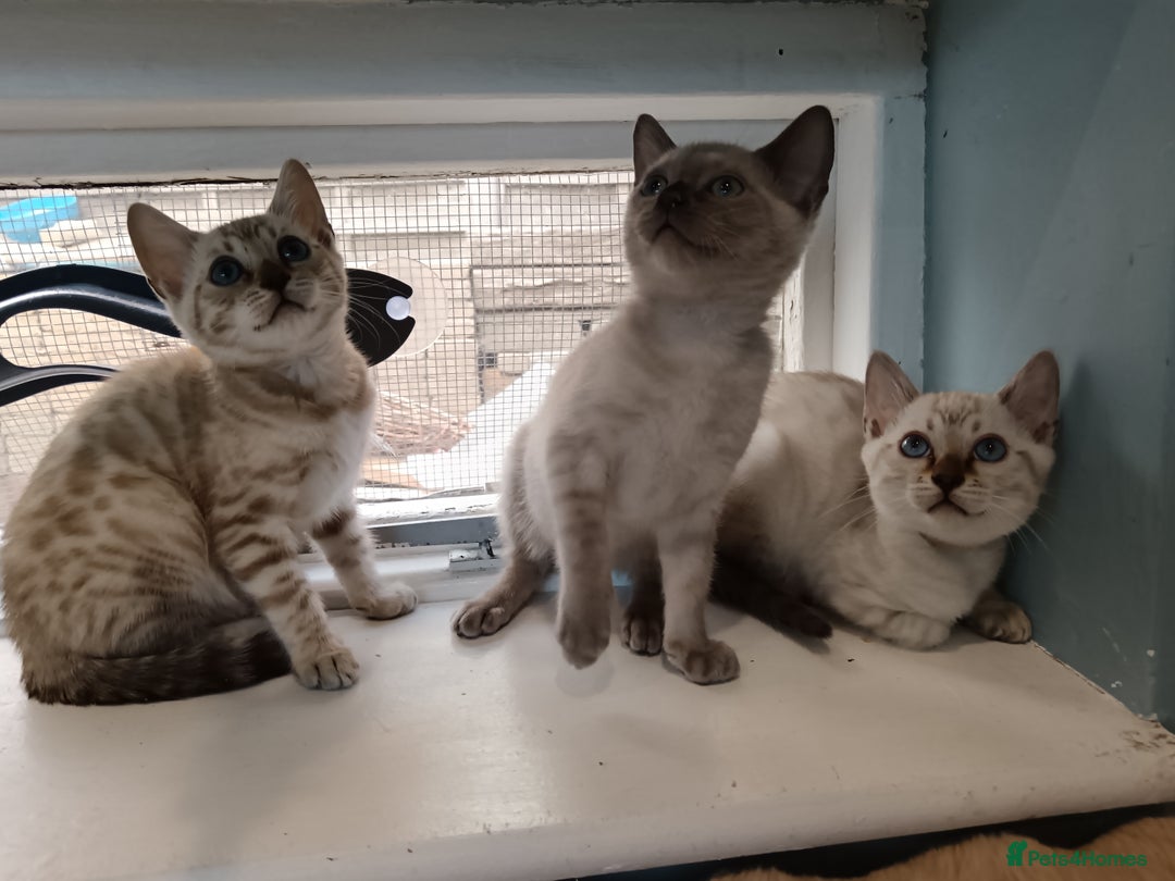 Bengal cats for sale: Tica RG Blue silver snows - Image 15