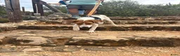 Mixed Breed dogs for adoption: Cute Hector - Advert 17