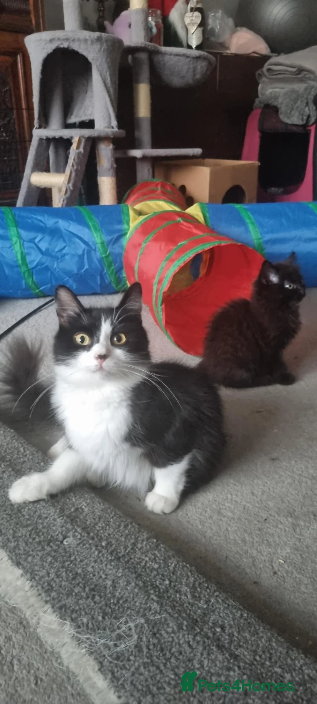Mixed Breed cats for sale: Gorgeous Black Fluffy Girl in Swanley - Advert 2