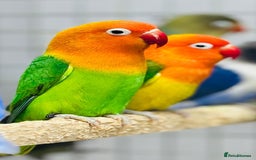 Lovebirds birds for sale: Fisher love birds  - Advert 6