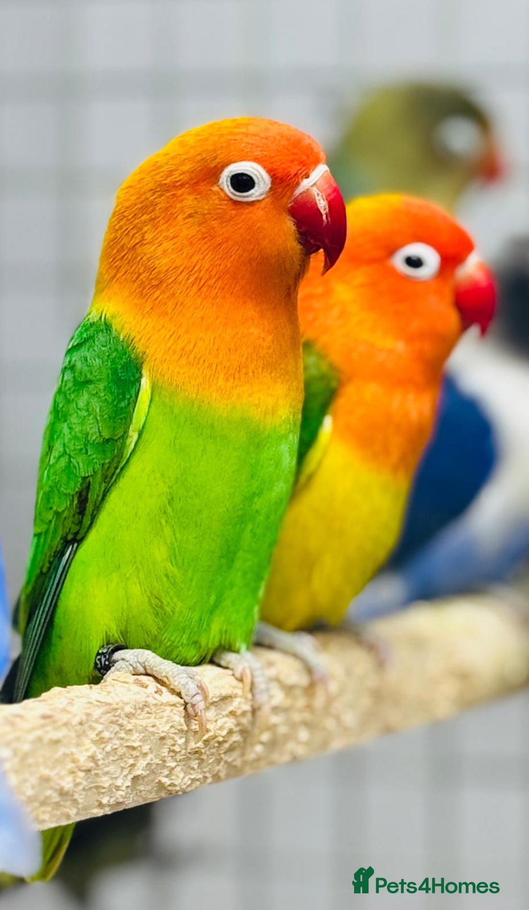 Lovebirds birds for sale: Fisher love birds  - Advert 6