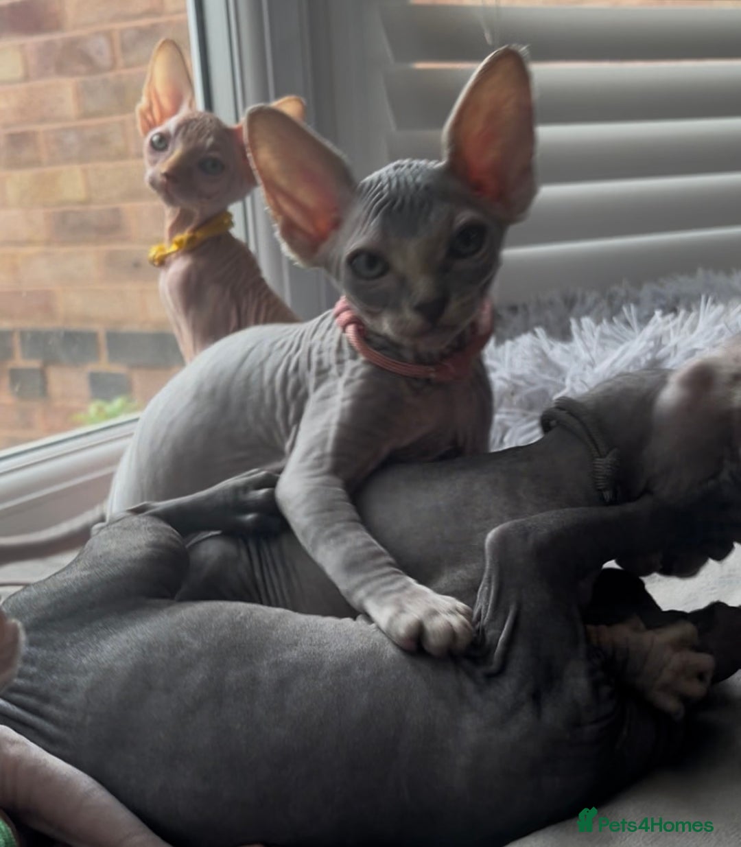 Sphynx cats for sale: August ready kitty’s in need of loving homes - Image 30