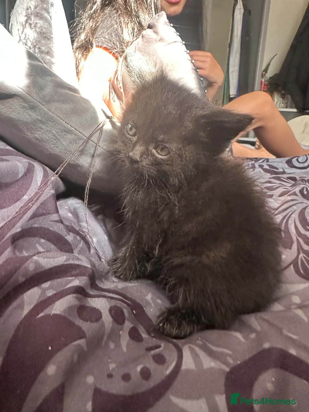 Mixed Breed cats for sale: 2 beautiful mixed ragdoll kittens male  - Advert 2