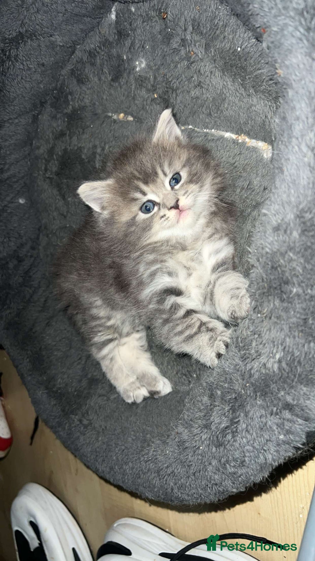 Mixed Breed cats for sale: Stunning Ragdoll x Maine Coon Kittens - Advert 25