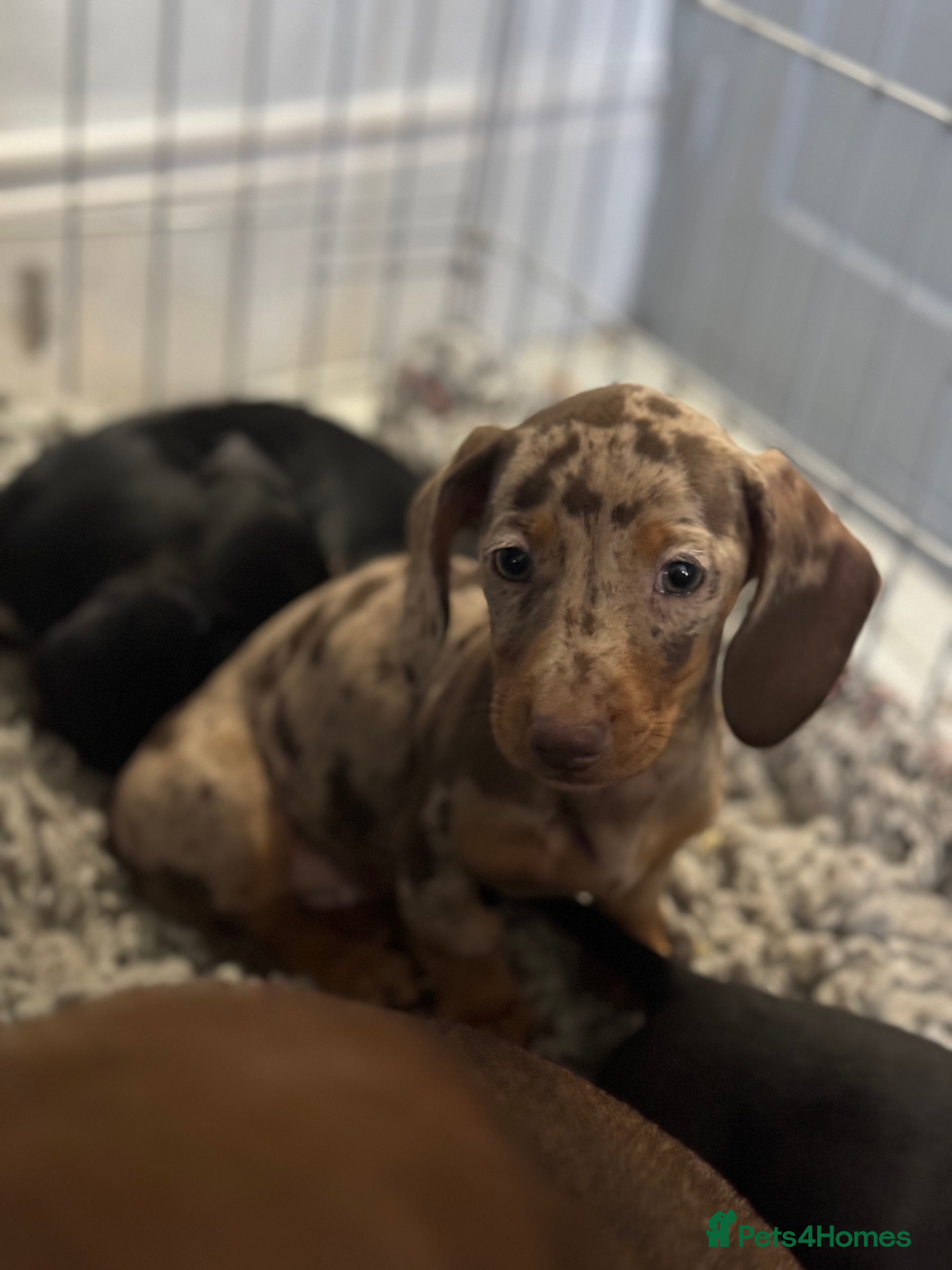 Miniature Dachshund dogs Mini dachshund’s beautiful, girls and boys  - Advert 4