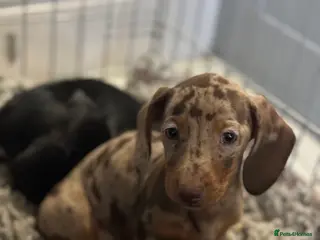 Miniature Dachshund dogs Mini dachshund’s beautiful, girls and boys - Advert 13