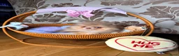 Pomeranian dogs for sale: Chocolate Merle Boy - Advert 29