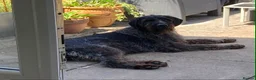 German Wirehaired Pointer dogs for adoption: German Wirehaired Pointer Orla in Camberley - Advert 1