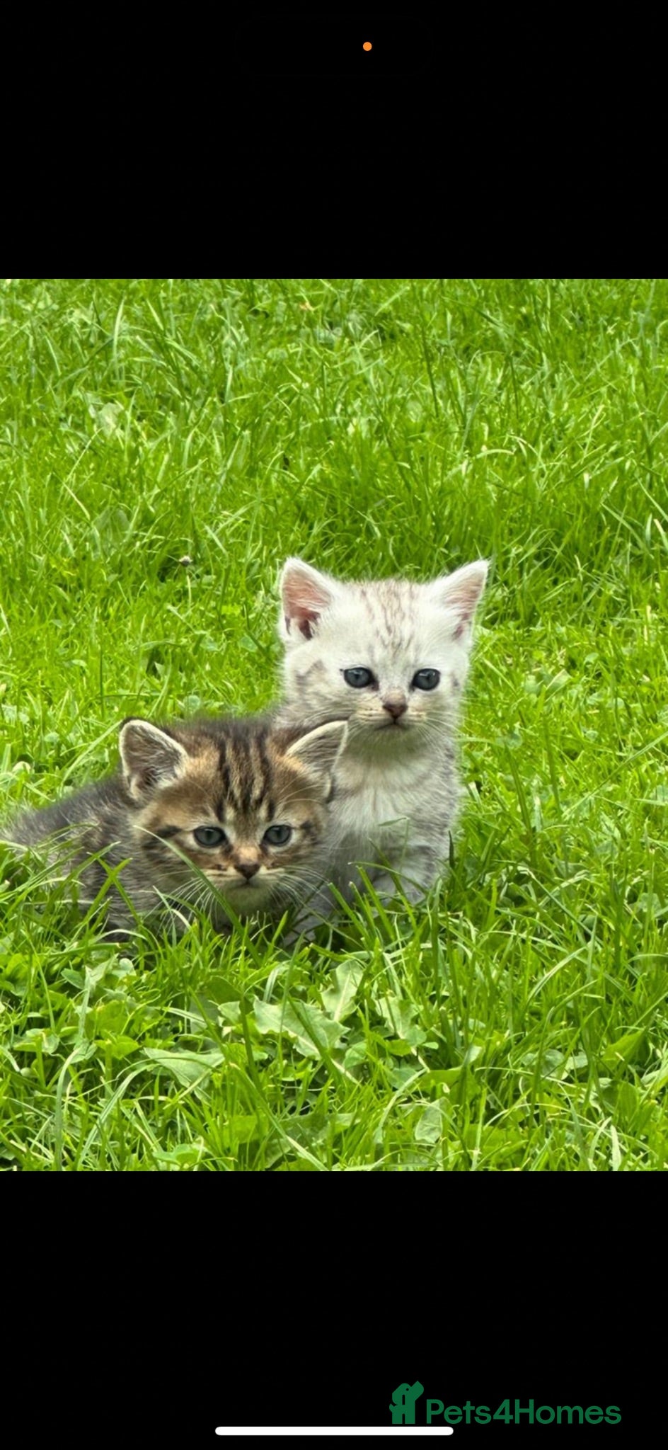 British Shorthair cats Stunning kittens for sale  - Advert 2