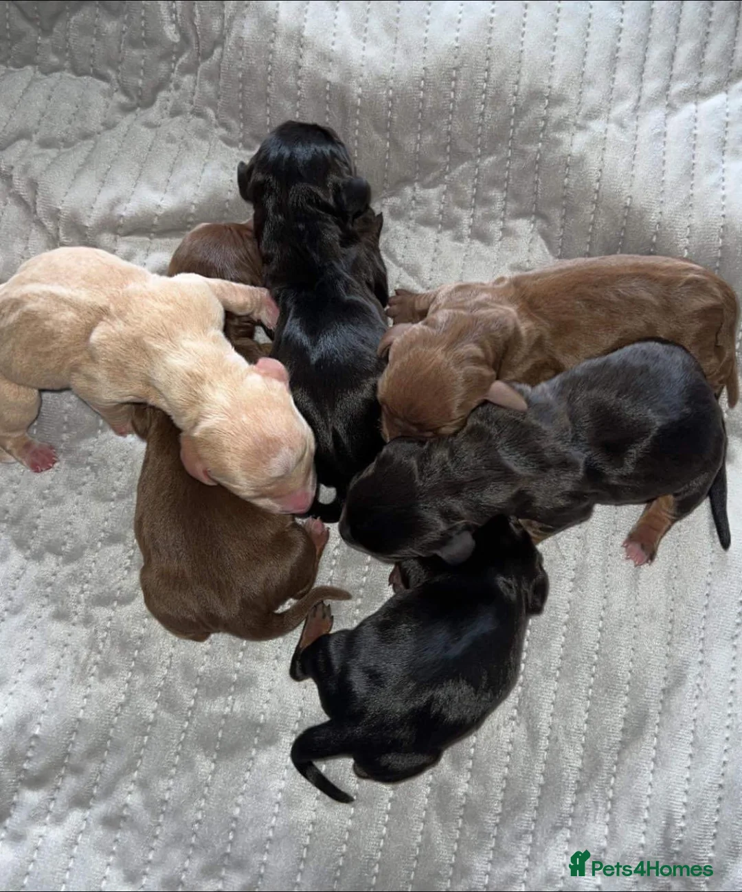 Miniature Dachshund dogs for stud: SLICE - Super Chocolate Dapple Miniature Stud in Dalry - Advert 5