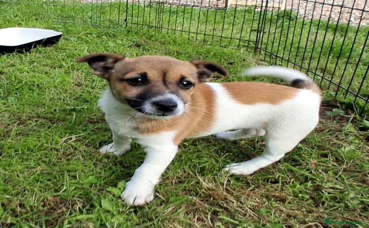 Jack Russell dogs - Advert 3