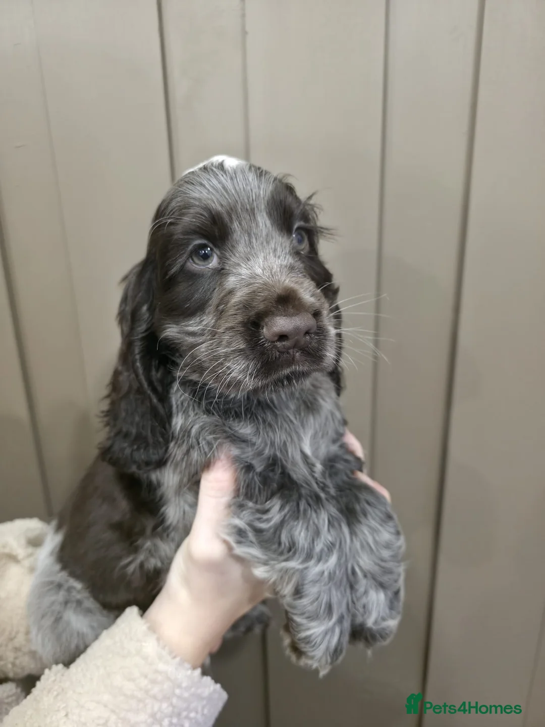 Cocker Spaniel dogs for sale: Show Type Cocker Spaniels Ready to leave now - Advert 34