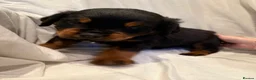 Rottweiler dogs for sale: 🐾Fluffy Rottweiler Puppies – From Murphy & Kyra🐾 in Lytham Saint Annes - Advert 5