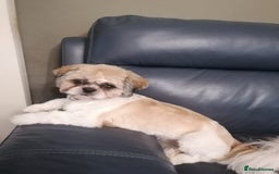 Shih Tzu dogs for sale: Shih tzu  - Image 3