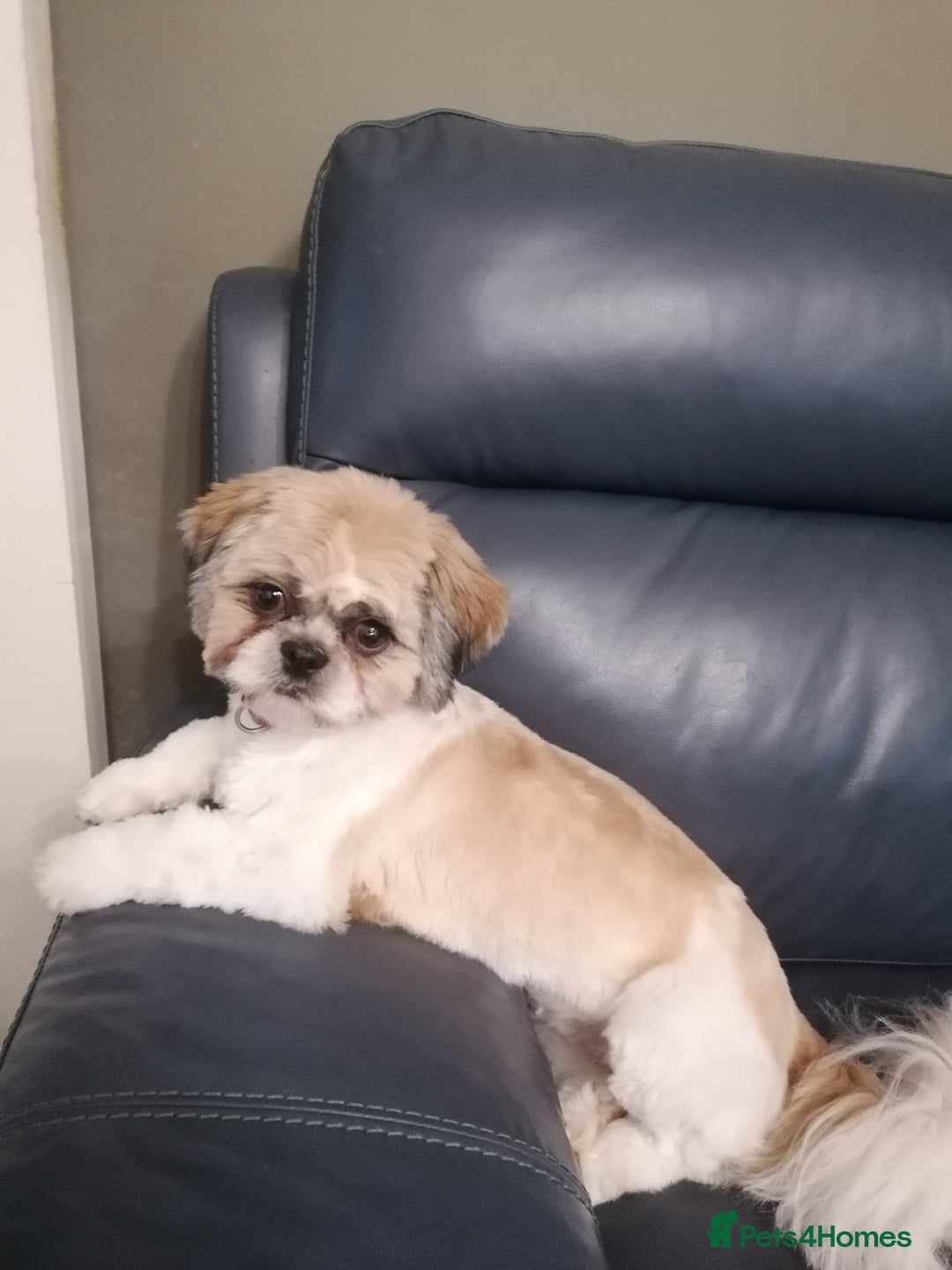 Shih Tzu dogs for sale: Shih tzu  - Image 3