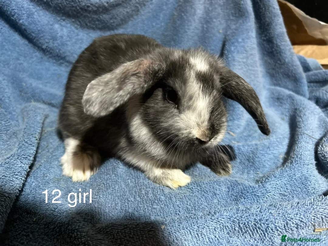 Dwarf Lop rabbits for sale: Baby dwarf lop rabbits  - Advert 2