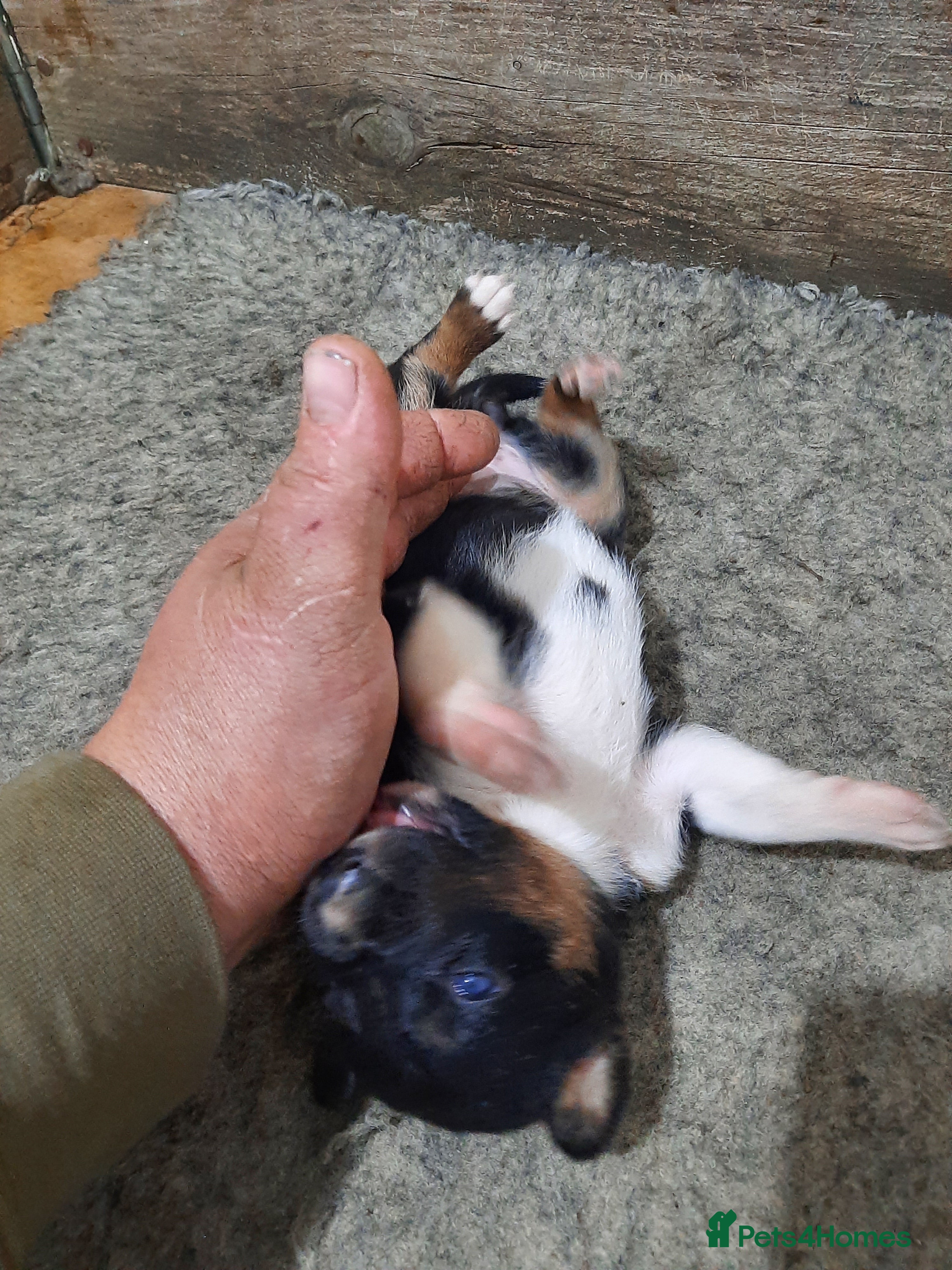 Border Collie dogs Border Collie puppies for sale(long haired) - Advert 2