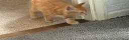 Mixed Breed cats for sale: Available Now - 2 Ginger & 1 Black Kitten - Advert 13