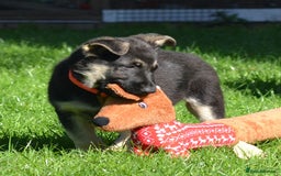 German Shepherd dogs for sale: ⚡RARE EAST EUROPEAN SHEPHERD PUPPIES AVAILABLE⚡ - Image 15