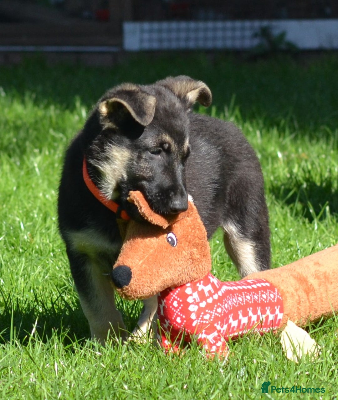 German Shepherd dogs for sale: ⚡RARE EAST EUROPEAN SHEPHERD PUPPIES AVAILABLE⚡ - Image 15